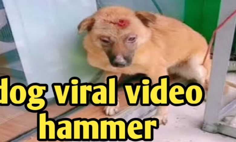 Dog With Hammer viral video trending on all over social media